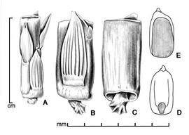  A, portion of inflorescence; B, disseminule showing lower glume; C, disseminule showing internode; D, caryopsis in ventral view; E, caryopsis in dorsal view; drawing by Lynda E. Chandler 