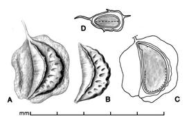  A, drupelet from multiple fruit; B, endocarp with dried part of fruit removed; C, longitudinal section of drupelet showing embryo; D, transection of drupelet; drawing by Lynda E. Chandler 