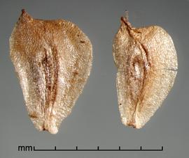  achenes 