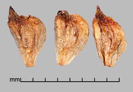  achenes 