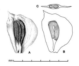 A, fruit; B, longitudinal section of fruit showing embryo; C, transection of fruit; drawing by Lynda E. Chandler 
