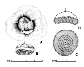  A, fruit with persistent calyx and bracteoles; B, fruit with calyx and bracteoles removed; C, embryo  in situ ; D, transection of fruit; drawing by Lynda Chandler 