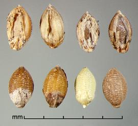  spikelets in ventral view showing lower glume and sterile lemma (top) and dorsal view showing upper glume and fertile lemma (bottom) 