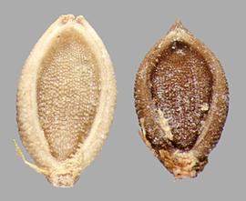  florets in ventral view showing palea and margins of lemma 