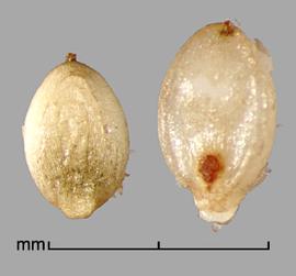  caryopses in dorsal view (left) and ventral view (right) 