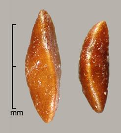  marginal view of seeds 