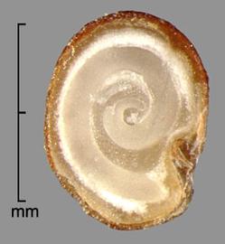  embryo seen in longitudinal section of seed 