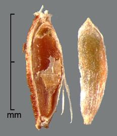  longitudinal section of achene showing embryo (left) and naked embryo (right) 