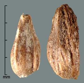  fruits with spongy layer mostly removed, exposing stony, ridged endocarp 