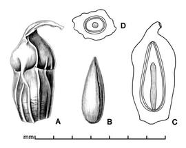  A, fruit; B, fruit with spongy exterior removed; C, longitudinal section of fruit showing embryo; D, transection of fruit; drawing by Lynda E. Chandler 