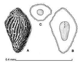    Striga asiatica   A, seed; B, longitudinal section of seed showing embryo; C, transection of seed; drawing by Lynda E. Chandler 