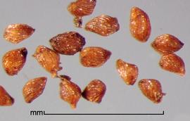    Striga asiatica   (L.) Kuntz. seeds 