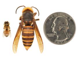   Apis mellifera  (left) compared to  Vespa mandarinia  (right), dorsal view; photos by Hanna Royals and Todd Gilligan, USDA APHIS PPQ ITP 
