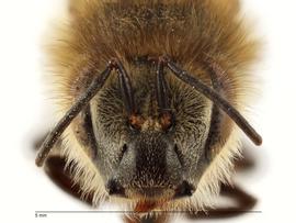   Apis mellifera , anterior view; photo by Todd Gilligan, USDA APHIS PPQ ITP 
