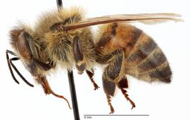   Apis mellifera , lateral view; photo by Todd Gilligan, USDA APHIS PPQ ITP 
