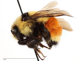   Bombus huntii , lateral view; photo by Todd Gilligan, USDA APHIS PPQ ITP 
