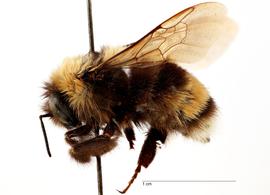   Bombus occidentalis , lateral view; photo by Todd Gilligan, USDA APHIS PPQ ITP 
