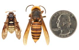   Cimbex americana  (left) compared to  Vespa mandarinia  (right), lateral view; photos by Hanna Royals and Todd Gilligan, USDA APHIS PPQ ITP 
