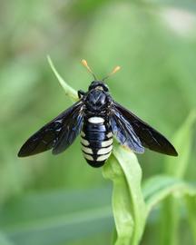   Cimbex americana ; photo by Nelson, iNaturalist 
