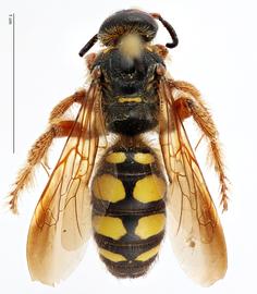   Crioscolia alcione , dorsal view; photo by Todd Gilligan, USDA APHIS PPQ ITP 
