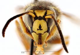   Dolichovespula arenaria , anterior view; photo by Todd Gilligan, USDA APHIS PPQ ITP 
