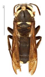   Dolichovespula maculata , dorsal view; photo by Hanna Royals, USDA APHIS PPQ ITP 
