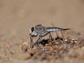   Efferia  sp.; photo by John Sullivan, iNaturalist 
