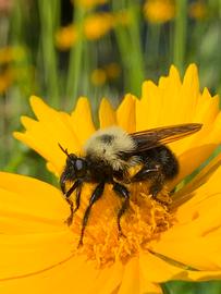   Laphria thoracica ; photo by Bryan Thompkins, iNaturalist 
