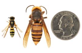   Philanthus bicinctus  (left) compared to  Vespa mandarinia  (right), dorsal view; photos by Hanna Royals and Todd Gilligan, USDA APHIS, PPQ ITP 
