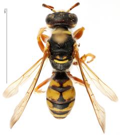   Philanthus sanbornii , dorsal view; photo by Todd Gilligan, USDA APHIS, PPQ ITP 
