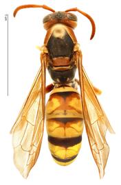   Polistes aurifer , dorsal view; photo by Hanna Royals, USDA APHIS PPQ ITP 
