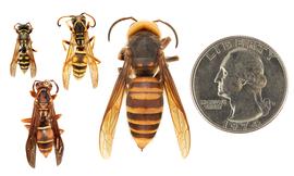   Polistes  spp. (left) compared to  Vespa mandarinia  (right) dorsal view; photos by Hanna Royals and Todd Gilligan, USDA APHIS PPQ ITP 
