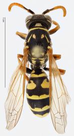   Polistes dominula , dorsal view; photo by Todd Gilligan, USDA APHIS PPQ ITP 
