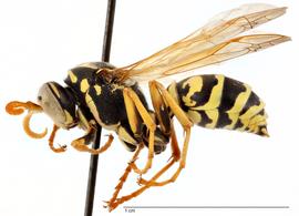   Polistes dominula , lateral view; photo by Todd Gilligan, USDA APHIS PPQ ITP 
