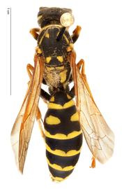   Polistes dominula , dorsal view; photo by Hanna Royals, USDA APHIS PPQ ITP 
