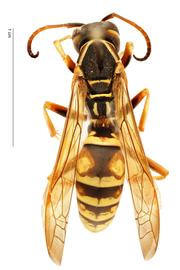   Polistes fuscatus , dorsal view; photo by Hanna Royals, USDA APHIS PPQ ITP 
