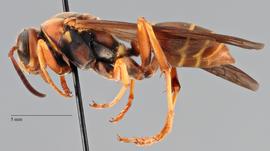   Polistes fuscatus , latera viewl; photo by Brennen Dyer, UC Davis 
