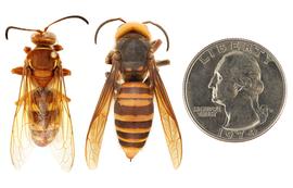   Sphecius convallis  (left) compared to  Vespa mandarinia  (right), dorsal view; photos by Hanna Royals and Todd Gilligan, USDA APHIS PPQ ITP 
