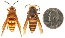   Sphecius grandis  (left) compared to  Vespa mandarinia  (right), dorsal view; photos by Hanna Royals and Todd Gilligan, USDA APHIS PPQ ITP 
