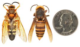   Sphecius speciosus  (left) compared to  Vespa mandarinia  (right), dorsal view; photos by Hanna Royals and Todd Gilligan, USDA APHIS PPQ ITP 
