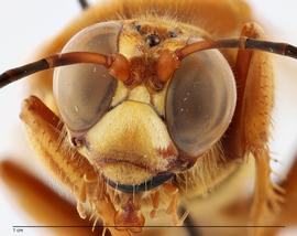   Sphecius convallis , anterior view; photo by Todd Gilligan, USDA APHIS PPQ ITP 
