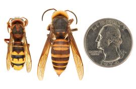   Vespa crabro , (left) compared to  Vespa mandarinia  (right), dorsal view; photos by Hanna Royals and Todd Gilligan, USDA APHIS PPQ ITP 
