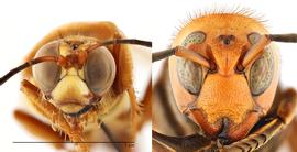   Sphecius convallis  face (left) compared to  Vespa mandarinia  face (right), anterior view; photos by Hanna Royals and Todd Gilligan, USDA APHIS PPQ ITP 
