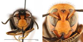   Vespa velutina  form " nigrithorax " face (left) compared to  Vespa mandarinia  face (right), dorsal view; photos by Hanna Royals and Todd Gilligan, USDA APHIS PPQ ITP 
