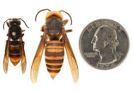   Vespa velutina  form " nigrithorax " (left) compared to  Vespa mandarinia  (right), dorsal view; photos by Hanna Royals and Todd Gilligan, USDA APHIS PPQ ITP 
