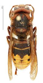   Vespa crabro , dorsal view; photo by Hanna Royals, USDA APHIS PPQ ITP 
