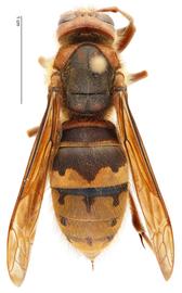   Vespa crabro , dorsal view; photo by Hanna Royals, USDA APHIS PPQ ITP 
