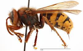   Vespa crabro , lateral view; photo by Todd Gilligan, USDA APHIS PPQ ITP 
