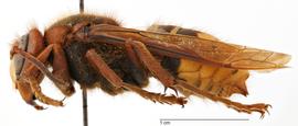   Vespa crabro , lateral view; photo by Todd Gilligan, USDA APHIS PPQ ITP 
