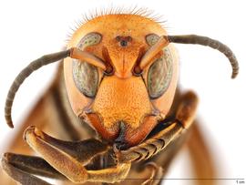   Vespa mandarinia  queen, anterior view; photo by Hanna Royals, USDA APHIS PPQ ITP 
